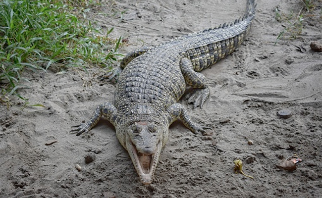 Crocodile Kills 8-Year-Old Boy In Front Of His Parents In Costa Rica