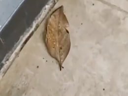 तस्वीर में दिख रही चीज़ को 'सूखा पत्ता' समझने की भूल ना करना, तो आख़िर ये है क्या? तस्वीर में दिख रही चीज़ को 'सूखा पत्ता' समझने की भूल ना करना, तो आख़िर ये है क्या?