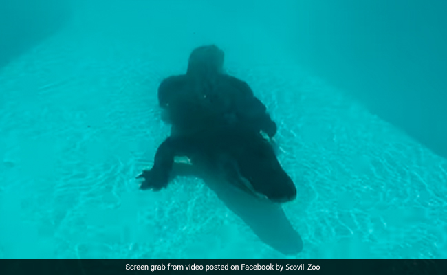 39-Year-Old Alligator Gets To Swim At US Water Park As It Closes For Summer Season