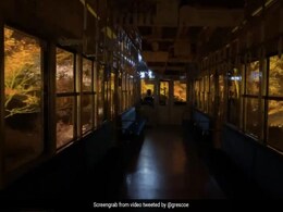 Viral Video: Train Journey Across Japan's "Maple Tunnel" Stuns Internet Viral Video: Train Journey Across Japan's "Maple Tunnel" Stuns Internet