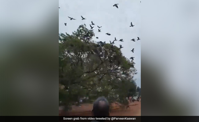 Video: Birds Killed, Nests Destroyed After Tree Cut To Broaden Highway In Kerala