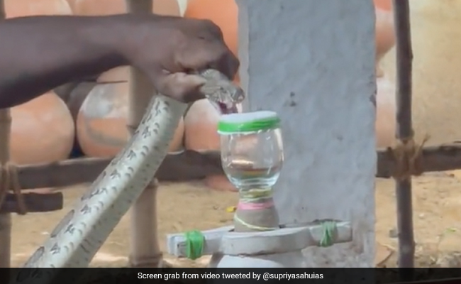 This Video Of Irula Tribe Member Extracting Snake Venom Has Left Internet Amazed