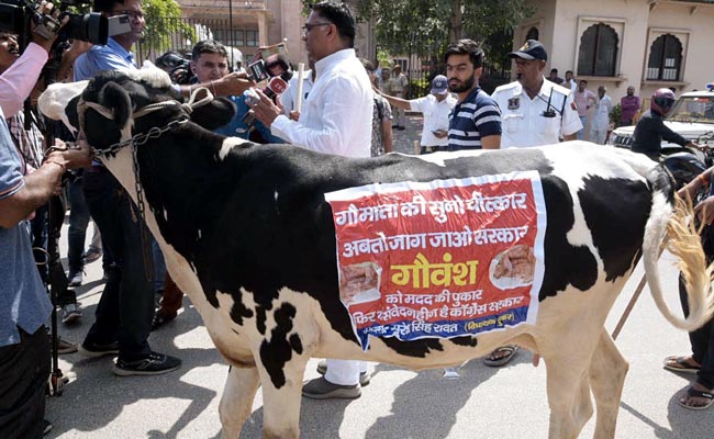 BJP MLA Brings Cow To Rajasthan Assembly, It Runs Away