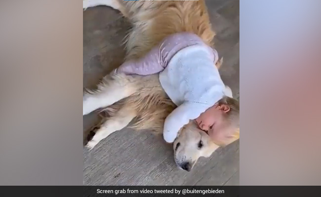 This Adorable Video Of A Toddler Hugging Her Golden Retriever Is Sure To Make You Smile