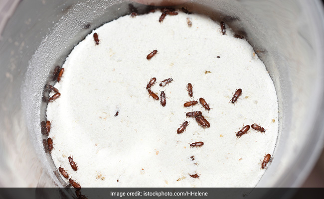 घर से कीड़ों को कैसे दूर करें? इन 10 हैक्स से रसोई में नहीं भटकेंगे मच्छर, मक्खी और बारिश के कीड़े