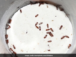 घर से कीड़ों को कैसे दूर करें? इन 10 हैक्स से रसोई में नहीं भटकेंगे मच्छर, मक्खी और बारिश के कीड़े घर से कीड़ों को कैसे दूर करें? इन 10 हैक्स से रसोई में नहीं भटकेंगे मच्छर, मक्खी और बारिश के कीड़े