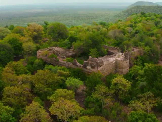Video: The New Home In India For 8 Cheetahs Flown In From Africa
