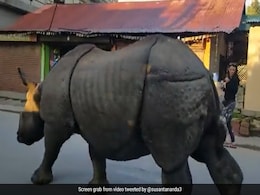 नेपाल की सड़कों पर खुलेआम घूमता दिख रहा ये गैंडा, लोग भी निडर होकर लेने लगे सेल्फी नेपाल की सड़कों पर खुलेआम घूमता दिख रहा ये गैंडा, लोग भी निडर होकर लेने लगे सेल्फी