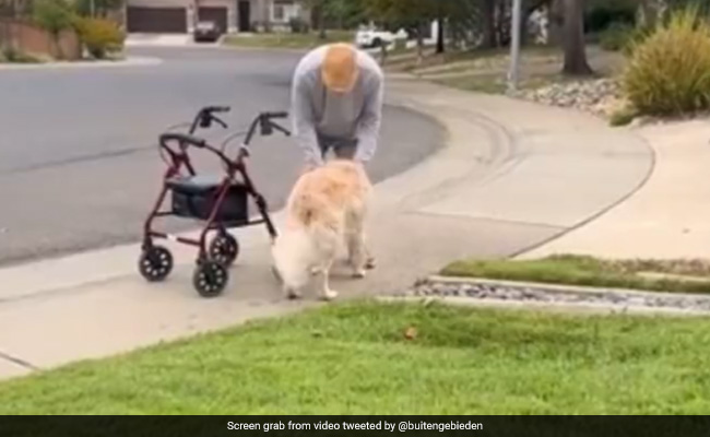 Viral Video: Cute Dog Waits For 90-Year-Old Friend During Daily Morning Walks