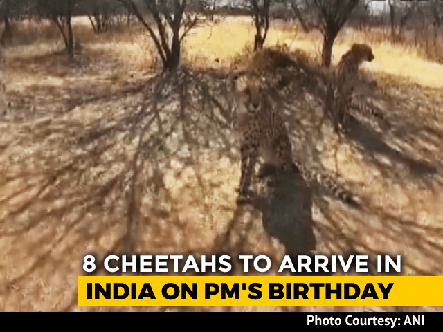 First Look At Cheetahs That'll Be Brought From Namibia To India Tomorrow