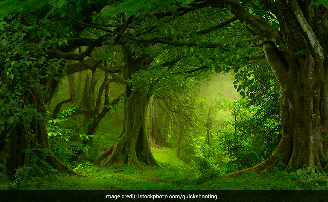 Barna Parv of Champaran: बरना पर्व में 48 घंटे की अवधि होती है बेहद खास, लोग करते हैं पेड़-पौधों की निगरानी, जानें महत्व