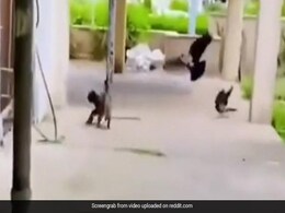 Video: Cat Pounces On Prey In Flight, Then A Rescue Effort By Other Birds Video: Cat Pounces On Prey In Flight, Then A Rescue Effort By Other Birds