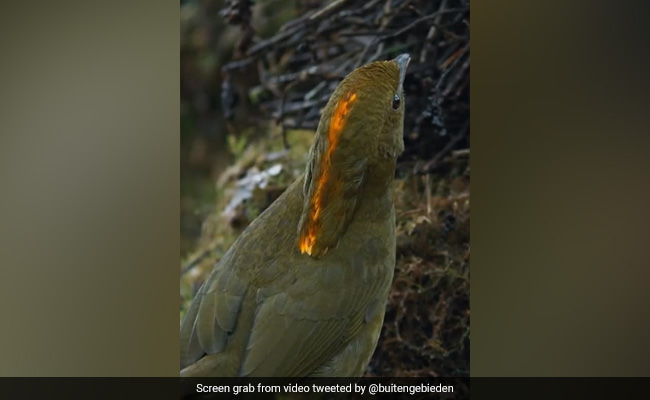 Viral Video: This Bird Can Perfectly Mimic Sound Of Children Playing