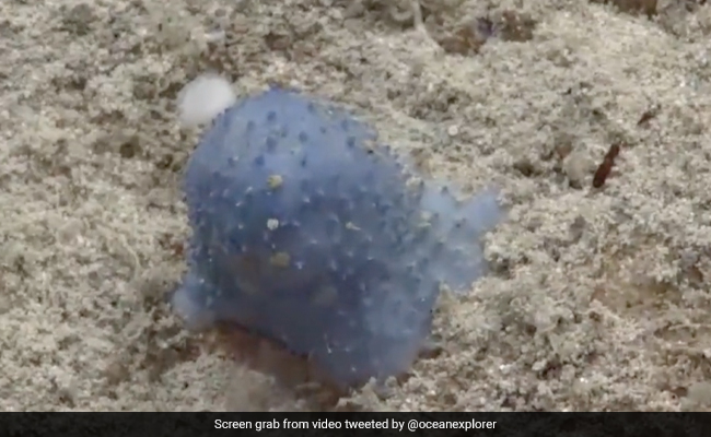समुद्र किनारे मिला नीले रंग का रहस्यमयी जीव, वैज्ञानिक भी देखकर हुए हैरान, अब तक नहीं हो पाई पहचान