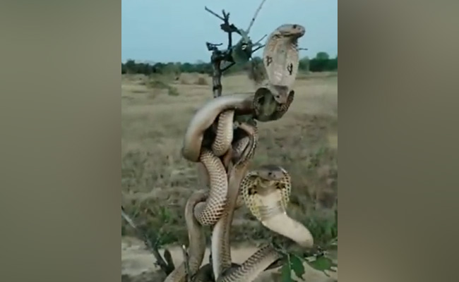 एक दूसरे में उलझे हुए कितने सांप इस तस्वीर में मौजूद हैं? वीडियो देख जानें पूरी सच्चाई