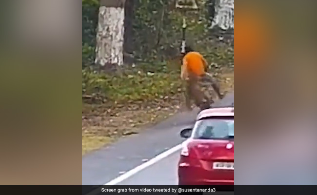 "Extremely Lucky": Old Video Shows Leopard Attacking Cyclist On A Highway