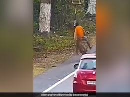 "Extremely Lucky": Old Video Shows Leopard Attacking Cyclist On A Highway "Extremely Lucky": Old Video Shows Leopard Attacking Cyclist On A Highway