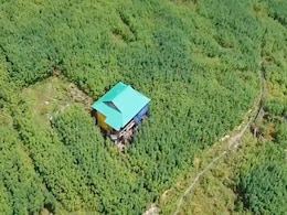 Drone Video: Cannabis Grown Over Kilometres In Himachal, Destroyed By Task Force Drone Video: Cannabis Grown Over Kilometres In Himachal, Destroyed By Task Force