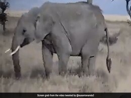 हाथी का बच्चा ज़मीन पर लेटकर करने लगा ज़िद, बच्चे का नखरा देख वहां से जाने लगी मां और फिर... हाथी का बच्चा ज़मीन पर लेटकर करने लगा ज़िद, बच्चे का नखरा देख वहां से जाने लगी मां और फिर...