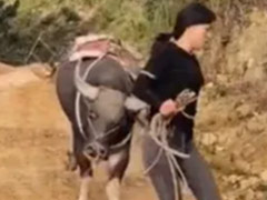 मालकिन के साथ ताल से ताल मिलाकर ठुमके लगाने लगी भैंस, Video ने इंटरनेट पर मचा दिया तहलका