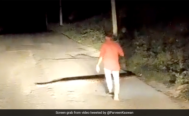 गाड़ी के सामने आ गया विशाल सांप, शख्स ने नंगे हाथों से पकड़ा, जैसी ही उठाकर फेंकने चला और फिर...