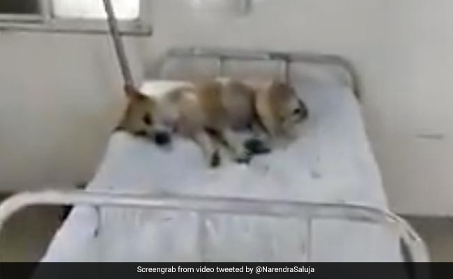 Dog Seen On Hospital Bed In Madhya Pradesh, Officer Says "Unaware"