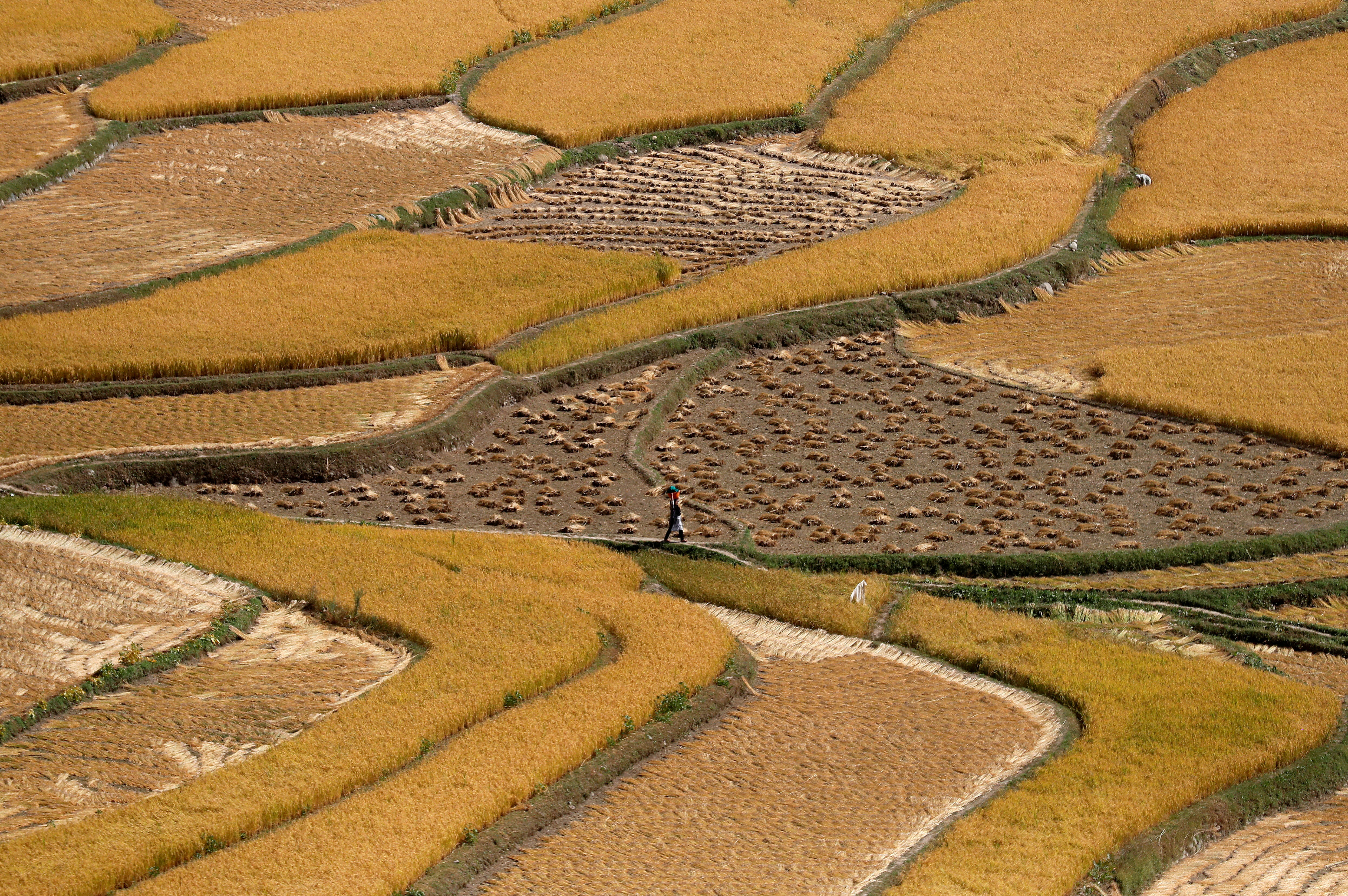 India's Rice Export Curbs To Stoke Food Inflation Worries, Lift Asian Prices