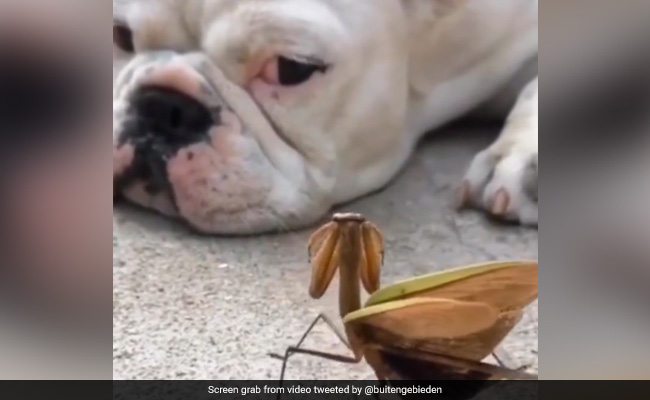 Watch: Mantis Tries To Cheer Up A Dog, Internet Says "Coolest Insect Ever"
