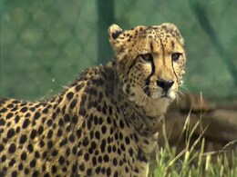 When Can People See Cheetahs Brought From Namibia? PM Has An Answer When Can People See Cheetahs Brought From Namibia? PM Has An Answer