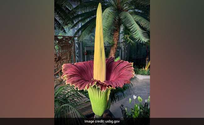 Man Comes Across World's Largest Flower That Smells Like Rotten Flesh
