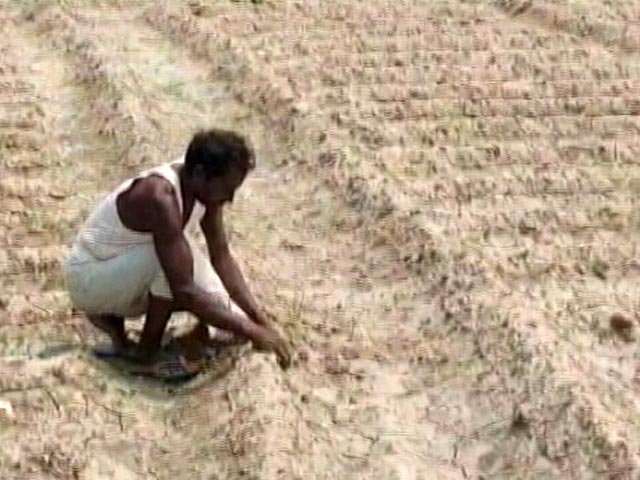 Rice Production Hit In 4 Key States Due To Drought