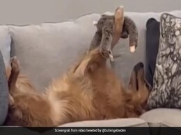 Viral Video: Pet Dog Plays With Soft Toy Lying On Couch, Internet Loves It Viral Video: Pet Dog Plays With Soft Toy Lying On Couch, Internet Loves It