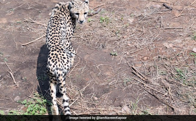 भारत आते ही इंटरनेट पर छाया चीता, यूजर ने शेयर की शानदार तस्वीर, पूछा ये सवाल