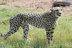 Bringing Cheethas Will Boost Tourism: CEO Wildlife Conservation Trust Bringing Cheethas Will Boost Tourism: CEO Wildlife Conservation Trust