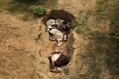 Drone Pics Show Dead Cattle, Lumpy Skin Disease Concerns Grow Drone Pics Show Dead Cattle, Lumpy Skin Disease Concerns Grow