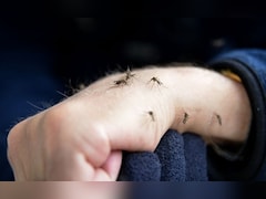 किसे काटें, कैसे चुनते हैं मच्छर? नई स्टडी ने खोला बड़ा राज, आप भी हो सकते हैं उनके टारगेट!