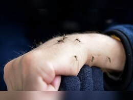 किसे काटें, कैसे चुनते हैं मच्छर? नई स्टडी ने खोला बड़ा राज, आप भी हो सकते हैं उनके टारगेट!