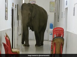 अस्पताल के वॉर्ड में घूमते दिखे हाथी, IFS ने शेयर की तस्वीरें, लोग बोले- Surprise Visit पर आए होंगे! अस्पताल के वॉर्ड में घूमते दिखे हाथी, IFS ने शेयर की तस्वीरें, लोग बोले- Surprise Visit पर आए होंगे!