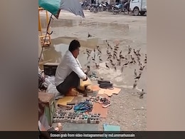 Watch: Cobbler Feeds Birds Outside His Shop, Internet Praises His Generosity Watch: Cobbler Feeds Birds Outside His Shop, Internet Praises His Generosity