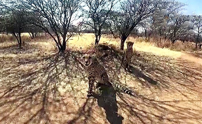 Highlights: PM Modi Releases 8 Cheetahs At Madhya Pradesh National Park