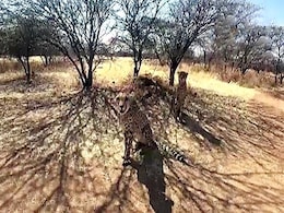 Highlights: PM Modi Releases 8 Cheetahs At Madhya Pradesh National Park Highlights: PM Modi Releases 8 Cheetahs At Madhya Pradesh National Park
