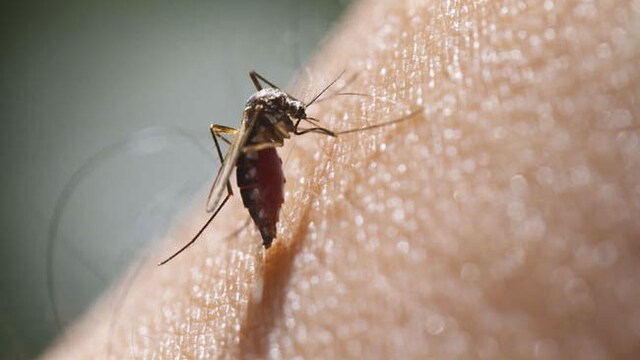 Dengue: Make sure to keep your surroundings clean