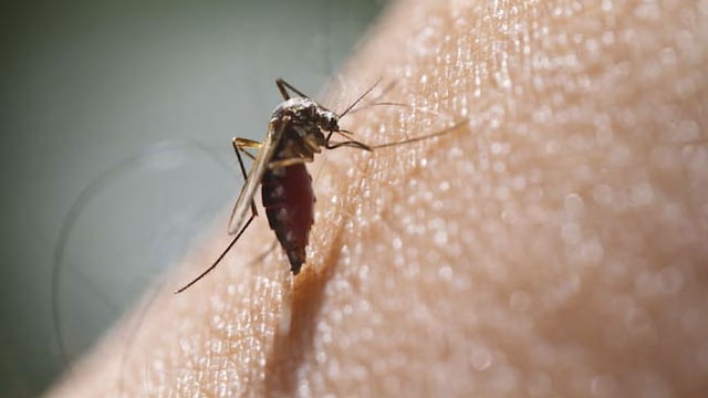 Prevention Tips For Dengue: Can Early Intervention Prevent Long-Term Health Risks?