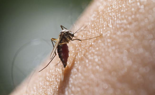 Prevention Tips For Dengue: Can Early Intervention Prevent Long-Term Health Risks?