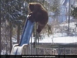 भालू को चढ़ी मस्ती, बच्चों की तरह झूले पर चढ़ा और लगा झूलने, Video देख याद आएगा बचपन भालू को चढ़ी मस्ती, बच्चों की तरह झूले पर चढ़ा और लगा झूलने, Video देख याद आएगा बचपन