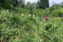 Drone Video Shows Cannabis Growing Over Kilometres In Himachal; Destroyed Drone Video Shows Cannabis Growing Over Kilometres In Himachal; Destroyed