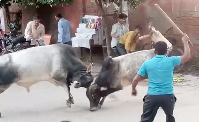 On Camera: Fierce Bull Fight On Busy Uttar Pradesh Street