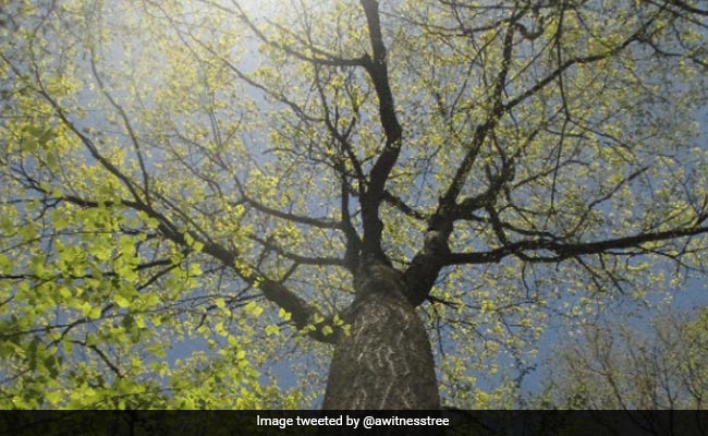 This Red Oak Tree Live-Tweets Insight About Global Warming