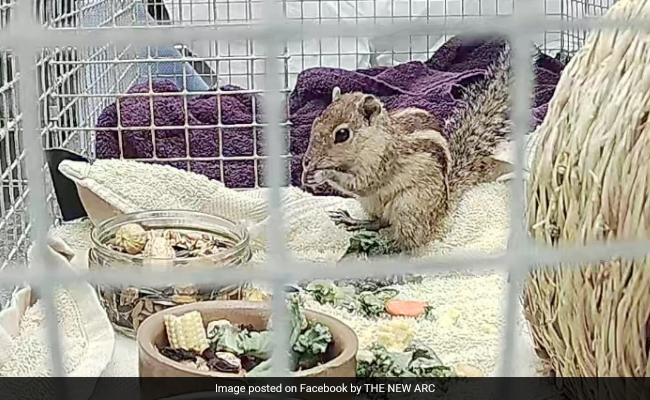 Squirrel Travels From India To Scotland On A Ship After A 3-Week Trip, Rescued