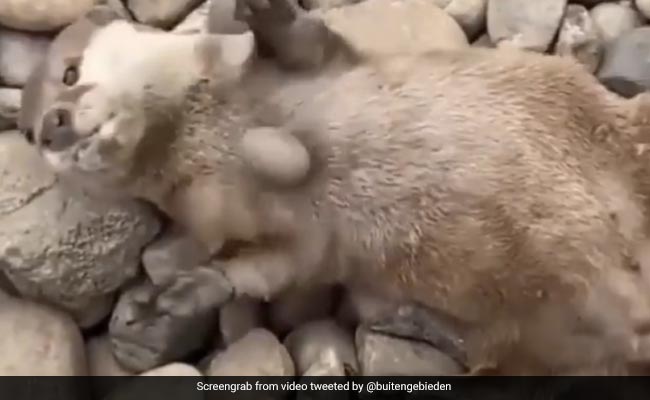 Video: Otter Juggles Rock Like A Pro, Internet Finds It "Ridiculously Cute"